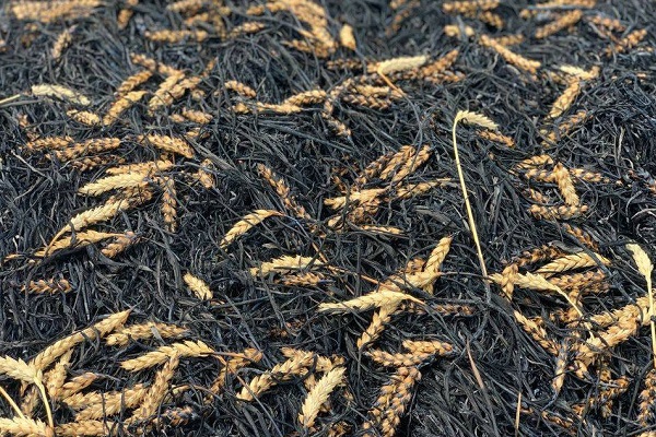 頓涅茨克地區遭炮擊之後,大火燒毀了 70.5 公頃的小麥田/烏克蘭外交部推特照片