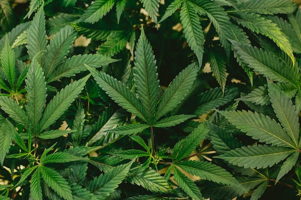 網路免費圖片