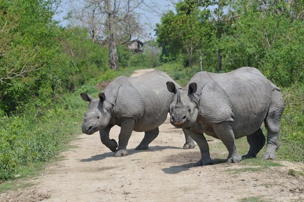 圖斯里蘭卡野生動物園