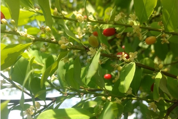 古柯(coca)樹/網路圖片