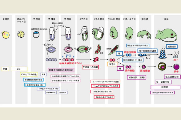 圖片擷取自九州大學網站。