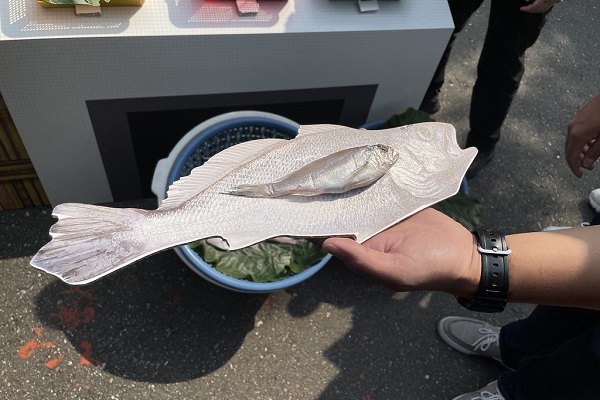 市場上常見的黑喉有99.4%個體未達Lm50(31cm)。攝影:廖禹婷