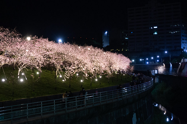 「內湖樂活夜櫻季」吸引眾多民眾賞櫻,暗空協會指出,夜間賞櫻隱藏著光害的問題。吳宜靜 攝。