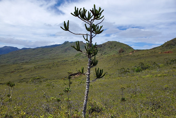 南洋杉(Araucaria muelleri)是新喀里多尼亞特有的針葉樹,受到棲地破壞、林火和鎳礦開採的影響而生存受脅。圖片來源:Joey Santore/史密森尼學會(CC-BY-NC)