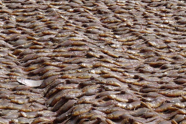 全球有35%的漁獲遭浪費。圖片來源:聯合國農糧署。