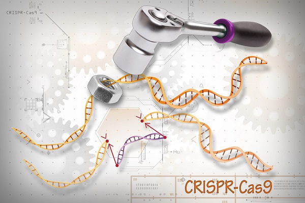 最先進的基因編輯技術Crispr-Cas9。作者:Ernesto del Aguila III, NHGRI;圖片來源:NHGRI Image Gallery(CC BY-NC 2.0)