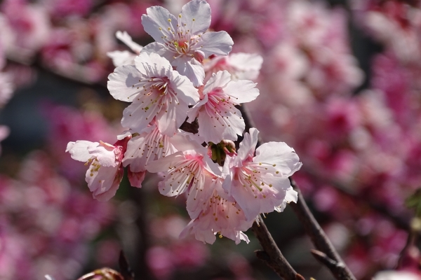 樂活公園的寒櫻
