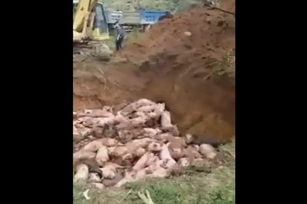 圖擷取自網路