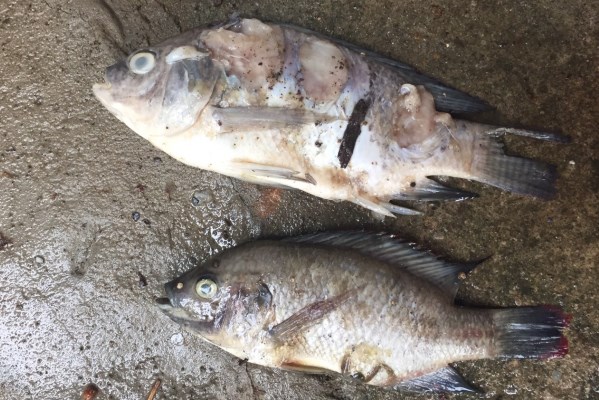 魚隻死亡後屍體腐爛,因此不會在市面販售(圖片來源:農委會)