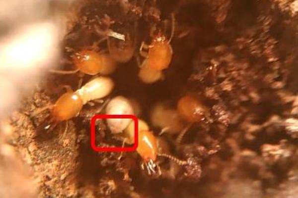 白蟻使用糞便作建材示意圖。