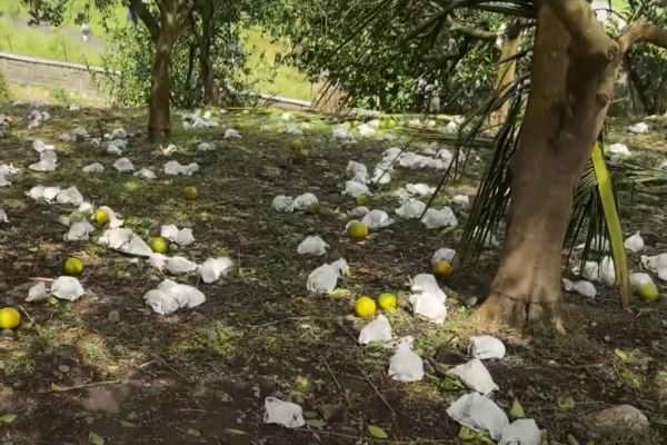 圖片截自網路影片