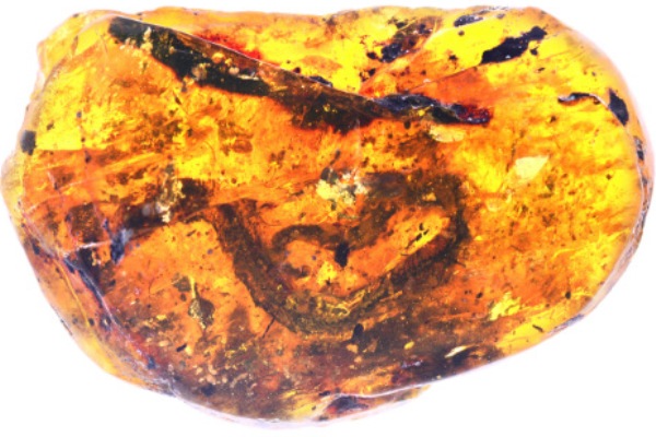 首次發現蛇類琥珀化石完好保存近億年| 世界民報