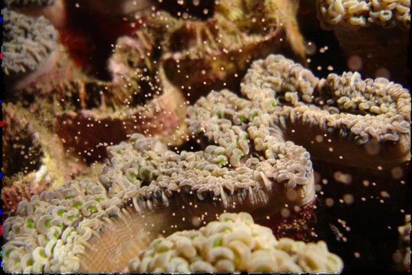 腎形珊瑚集體排卵情形。