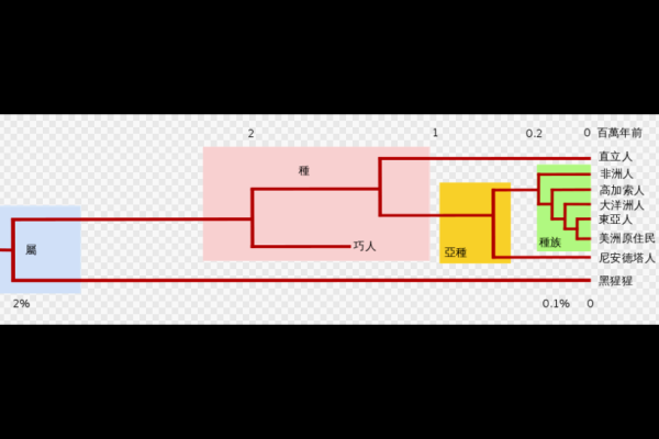 人類演化樹。(圖片擷取自維基百科)