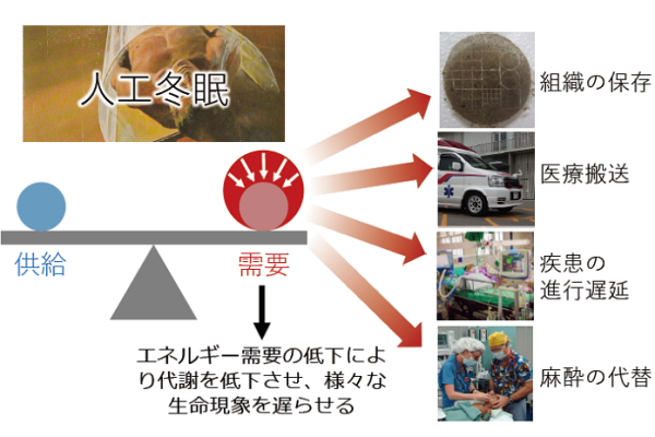圖片擷取自日本筑波大學網站。