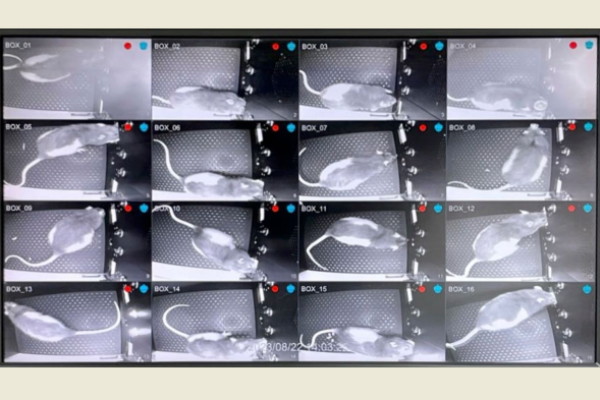 圖片擷取自陽明交大官網。