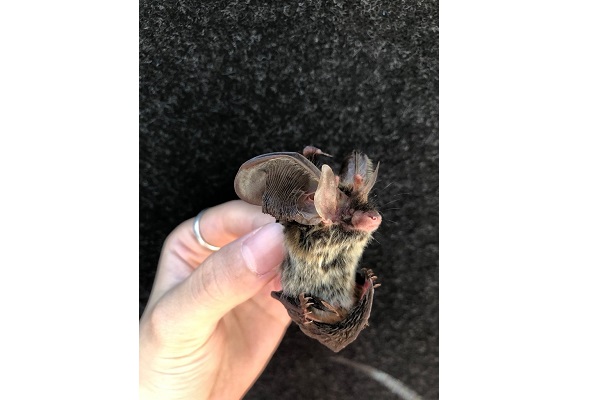 台灣長耳蝠為台灣特有種。圖片來源:嘉義林管處提供