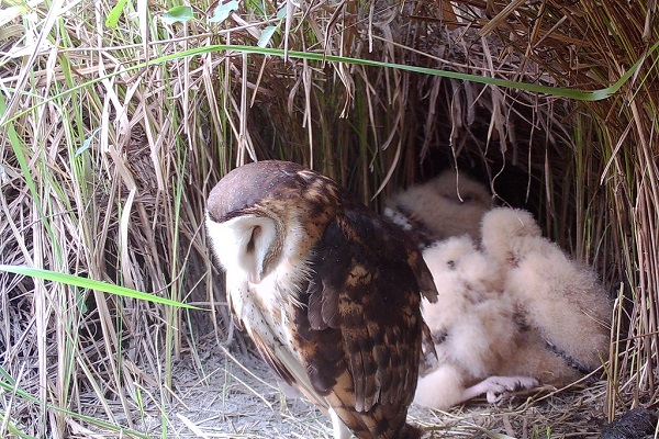 草鴞偏好以100公分左右的高草地作為繁殖棲地,也常利用軍事基地,兩棲地環境占總利用的70%,剩下的30%則是農田、果園與漁塭等環境。圖片來源:屏東林區管理處提供