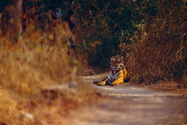 野生印度虎。圖片來源:Bernard DUPONT(CC BY-SA 2.0)
