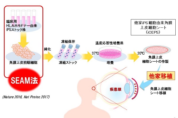 圖片來源 大阪大學網站