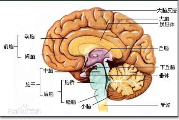 人類大腦圖。(圖/百度百科)