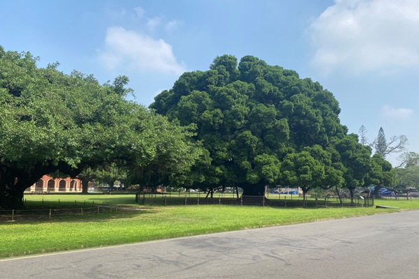 成大著名的榕園,常吸引許多民眾接近。(圖/成大提供)