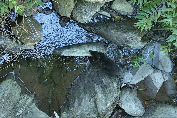 圖/花蓮林管處提供