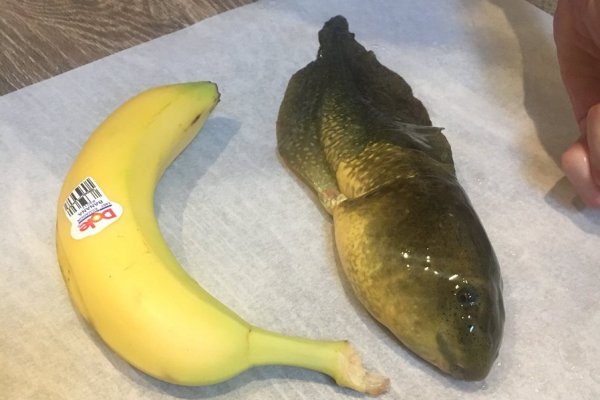 美博士生發現到一隻蝌蚪和香蕉一樣大。(圖片擷取自推特)