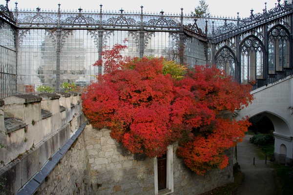 捷克赫盧博卡城堡溫室旁的紅葉