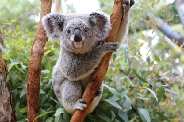 (圖片來源:Perth Zoo)