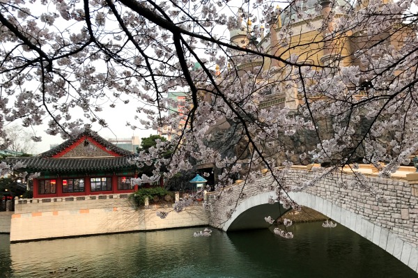 樂天世界裡的拱橋、櫻花