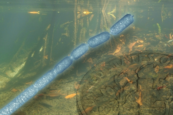 圖片擷取自勞倫斯柏克萊國家實驗室。