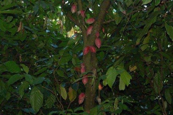 可可樹。(圖片擷取自百度百科)