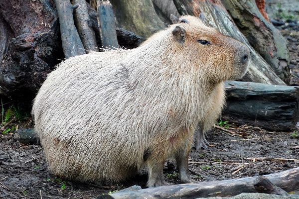「水豚」其實是囓齒類動物。(圖/台北市立動物園提供)