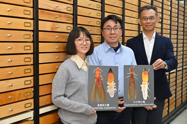 研究團隊展示台灣白蟻新成員。(圖/中興大學提供)