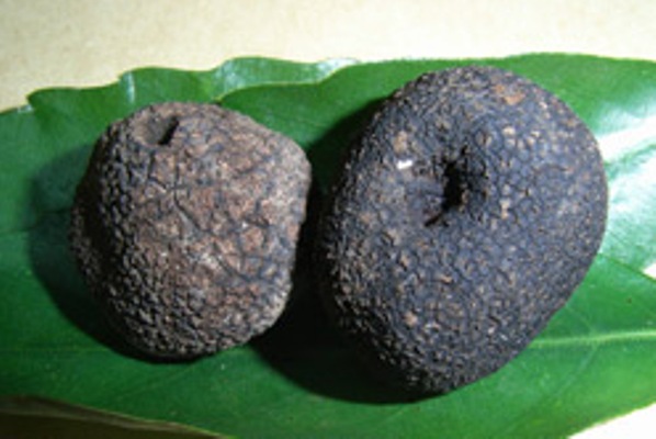 圖片擷取自林業試驗所網站。